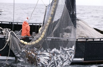 pesca v2